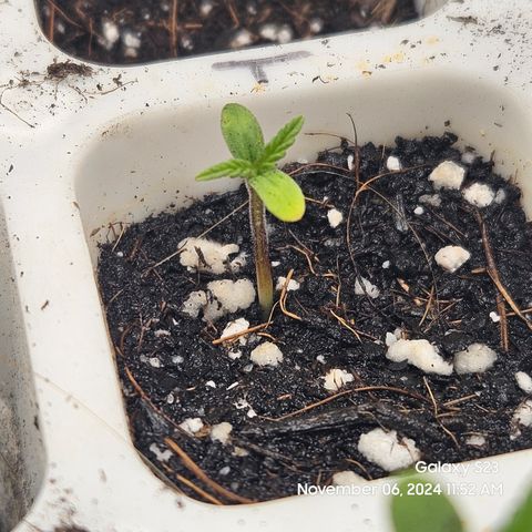 13 Dogs growlog timeline photo