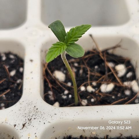 13 Dogs growlog timeline photo