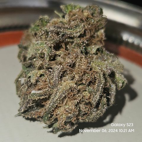 Purple Ghost Candy 1 clone and a 3 gallon tall growlog timeline photo