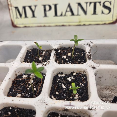 13 Dogs growlog timeline photo
