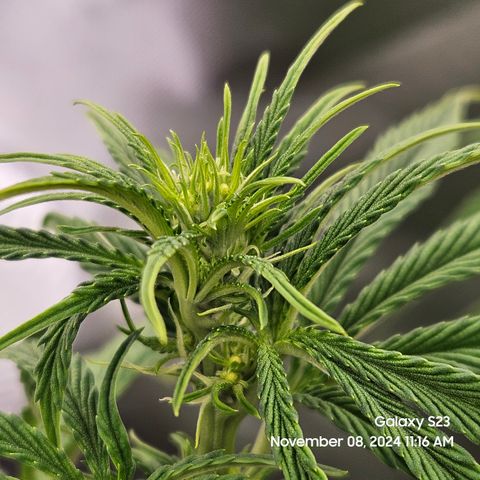 PPP 9 # Hammer growlog timeline photo