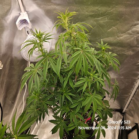 PPP 9 # Hammer growlog timeline photo
