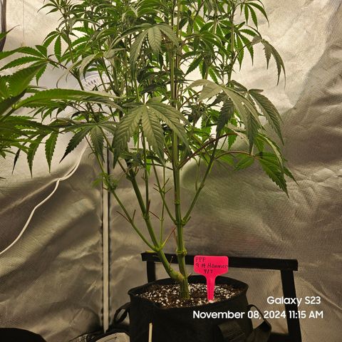 PPP 9 # Hammer growlog timeline photo