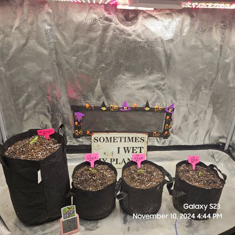 13 Dogs growlog timeline photo
