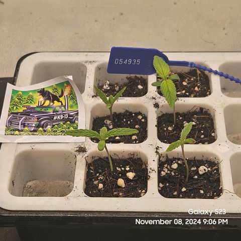13 Dogs growlog timeline photo
