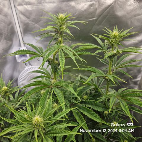 PPP 9 # Hammer growlog timeline photo