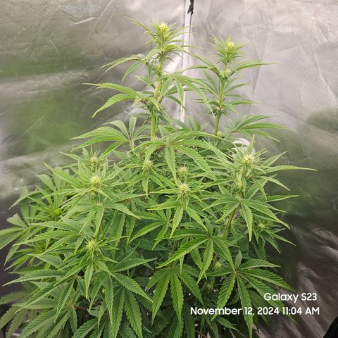 PPP 9 # Hammer growlog timeline photo
