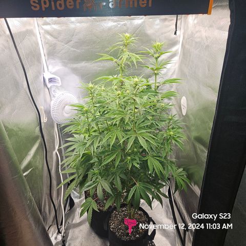 PPP 9 # Hammer growlog timeline photo