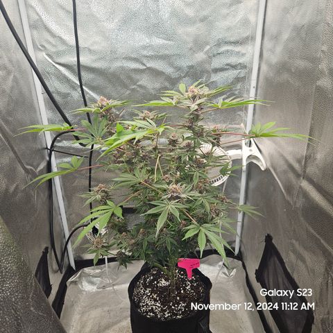 Logi Bloom Monkey Punch growlog timeline photo