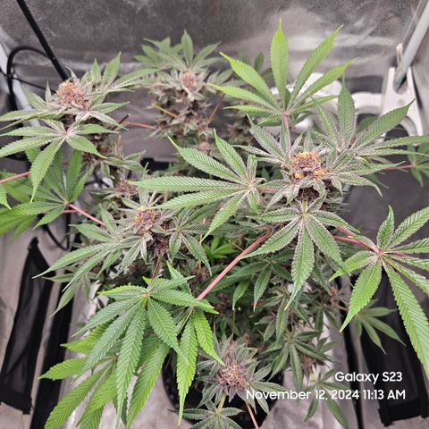 Logi Bloom Monkey Punch growlog timeline photo