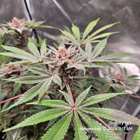 Logi Bloom Monkey Punch growlog timeline photo