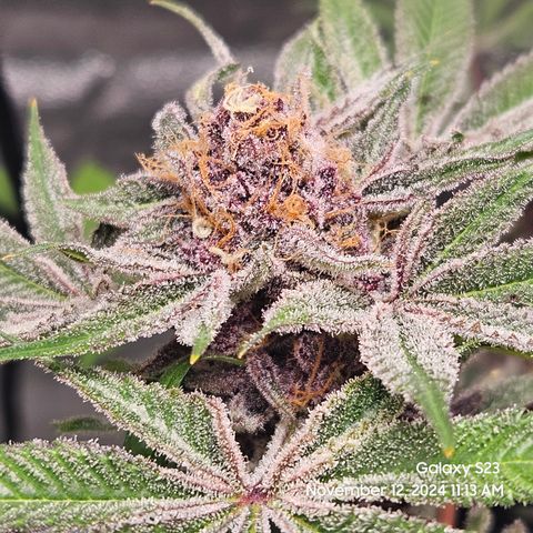 Logi Bloom Monkey Punch growlog timeline photo