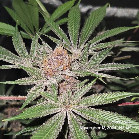 Logi Bloom Monkey Punch growlog timeline photo