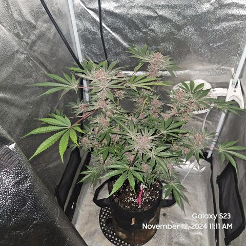 Logi Bloom Monkey Punch growlog timeline photo