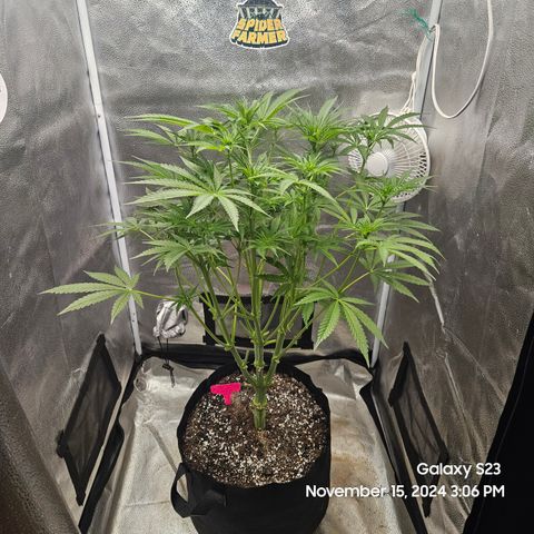Seedsman Gorilla Gas F1 Fast growlog timeline photo
