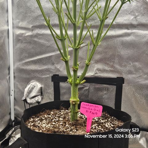 Seedsman Gorilla Gas F1 Fast growlog timeline photo