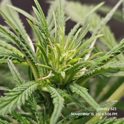 Seedsman Gorilla Gas F1 Fast growlog timeline photo