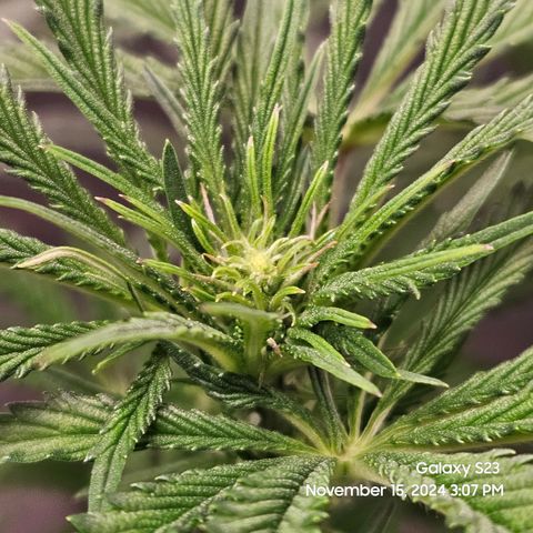 Seedsman Gorilla Gas F1 Fast growlog timeline photo