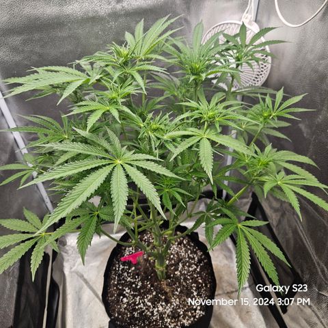 Seedsman Gorilla Gas F1 Fast growlog timeline photo