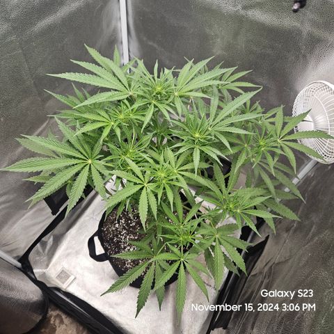 Seedsman Gorilla Gas F1 Fast growlog timeline photo