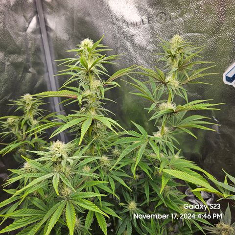 PPP 9 # Hammer growlog timeline photo
