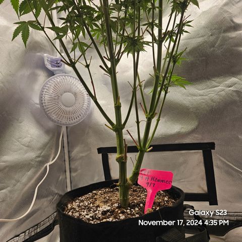 PPP 9 # Hammer growlog timeline photo