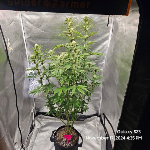 PPP 9 # Hammer growlog timeline photo