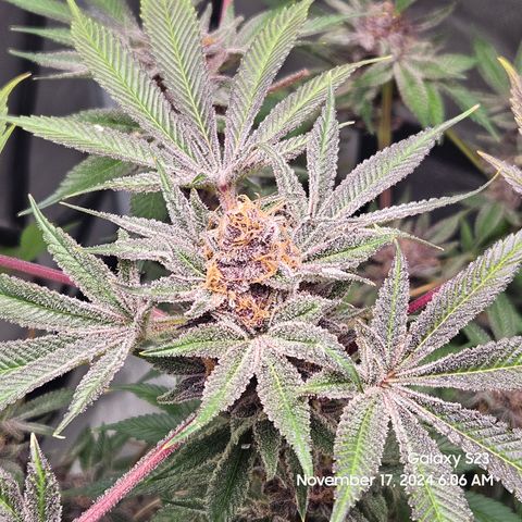 Logi Bloom Monkey Punch growlog timeline photo