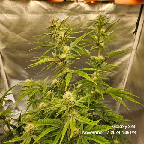 PPP 9 # Hammer growlog timeline photo