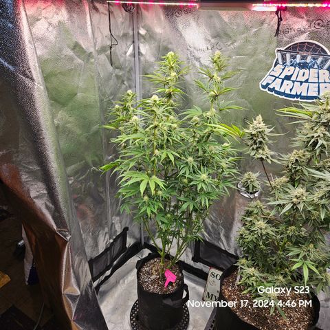 PPP 9 # Hammer growlog timeline photo