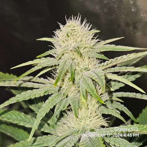 PPP 9 # Hammer growlog timeline photo