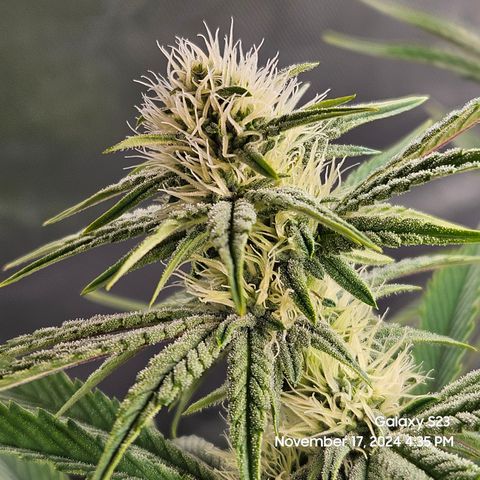 PPP 9 # Hammer growlog timeline photo