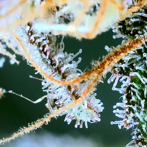 Logi Bloom Monkey Punch growlog timeline photo
