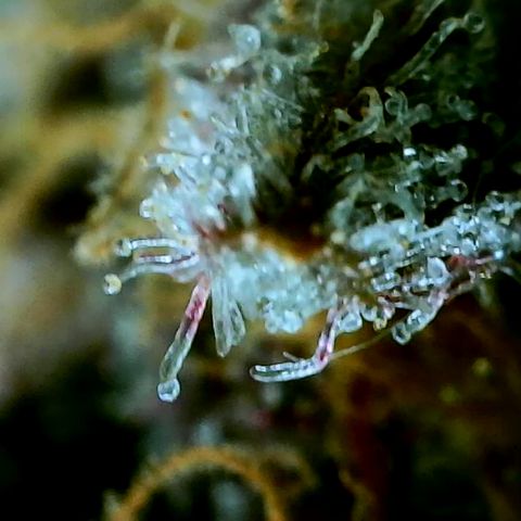 Logi Bloom Monkey Punch growlog timeline photo