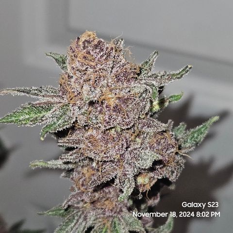 Logi Bloom Monkey Punch growlog timeline photo