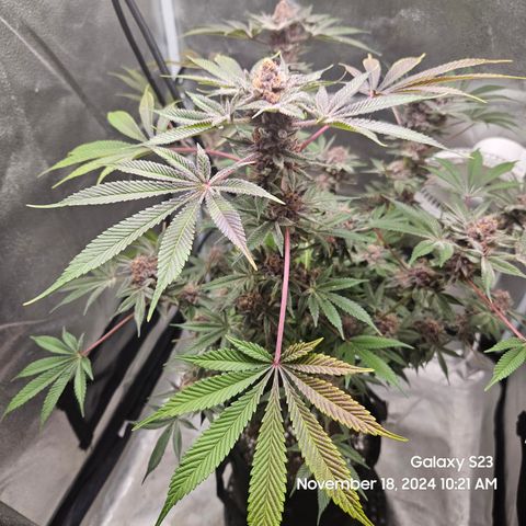 Logi Bloom Monkey Punch growlog timeline photo