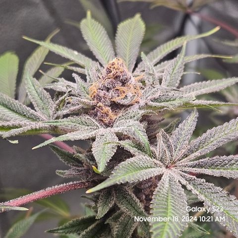 Logi Bloom Monkey Punch growlog timeline photo