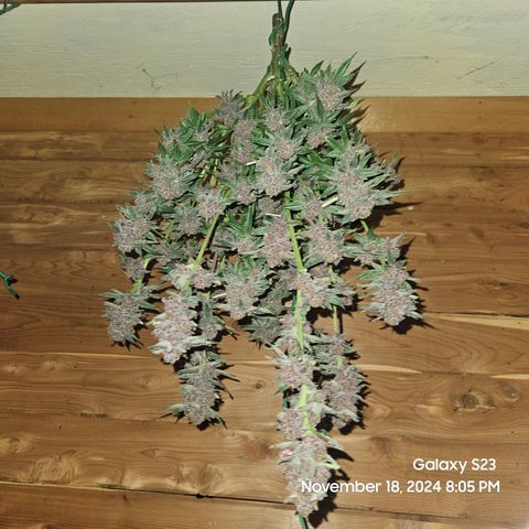 Logi Bloom Monkey Punch growlog timeline photo