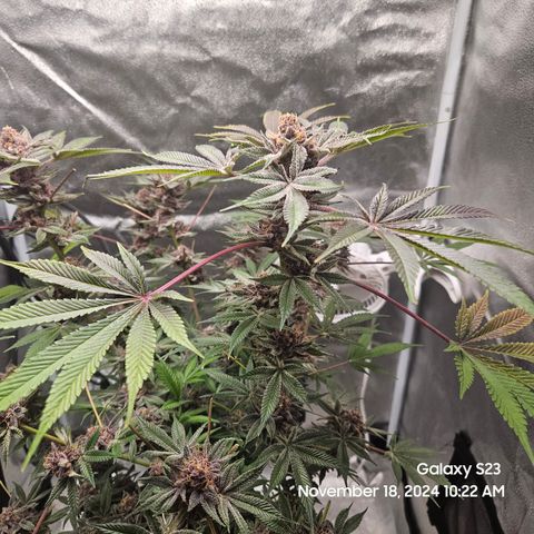 Logi Bloom Monkey Punch growlog timeline photo
