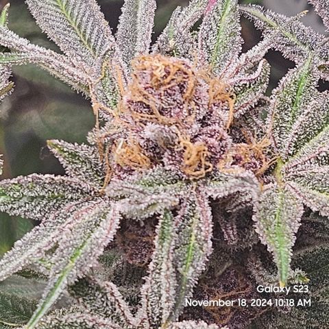 Logi Bloom Monkey Punch growlog timeline photo