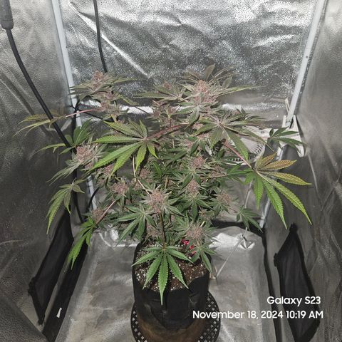 Logi Bloom Monkey Punch growlog timeline photo