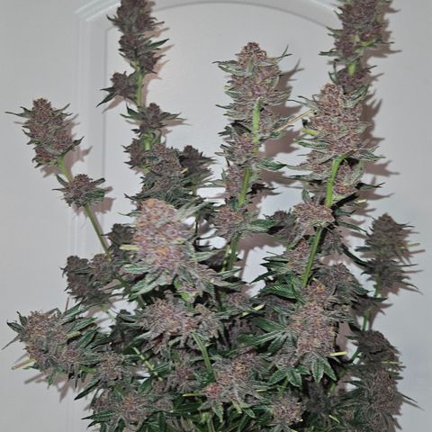 Logi Bloom Monkey Punch growlog timeline photo