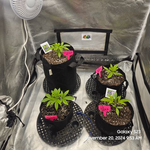 13 Dogs growlog timeline photo