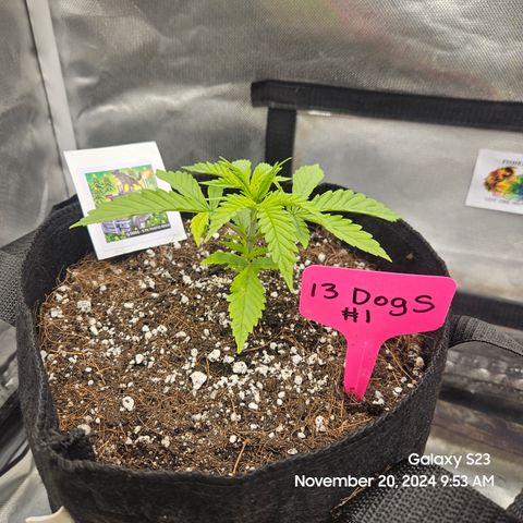 13 Dogs growlog timeline photo