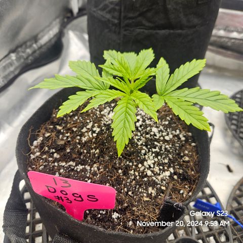 13 Dogs growlog timeline photo