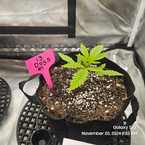 13 Dogs growlog timeline photo