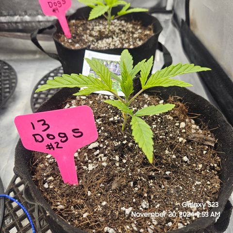 13 Dogs growlog timeline photo