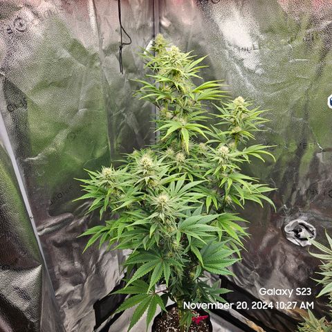 PPP 9 # Hammer growlog timeline photo