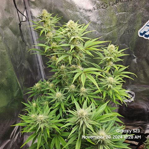 PPP 9 # Hammer growlog timeline photo