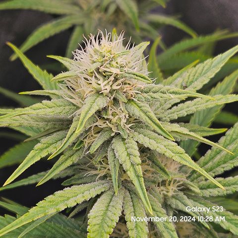 PPP 9 # Hammer growlog timeline photo